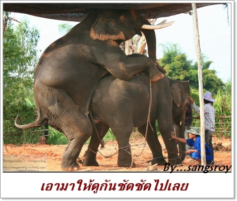elephant 10
