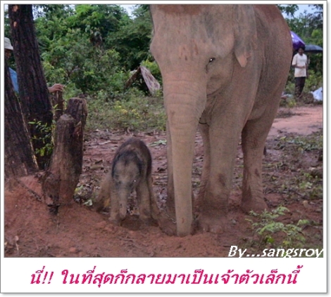 elephant 11