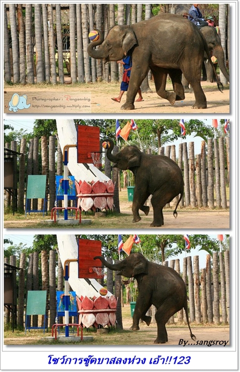 elephant 3