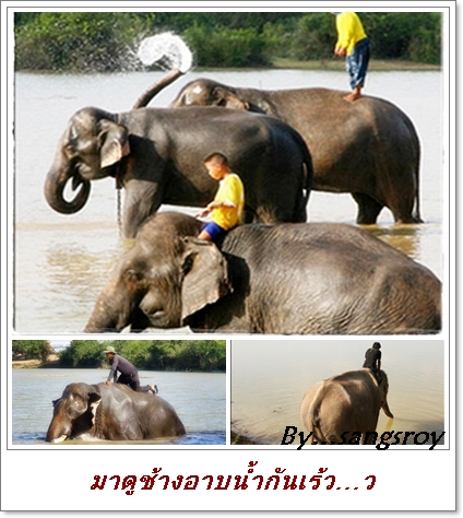 elephant 7